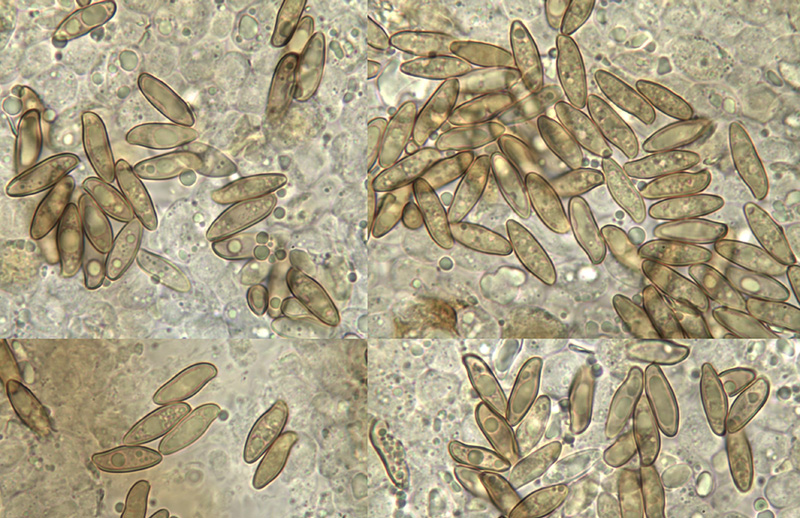 Suillellus mendax spory Suillellus mendax spory